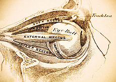 Eyeball Design Evidence of Intelligent Design and Creation by God