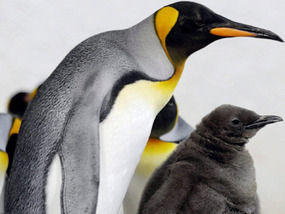 Penguins_Climate_2009-12