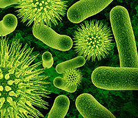 Bacteria Limited in Evolution